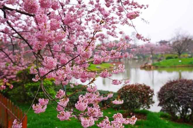 樱花盛开.jpg
