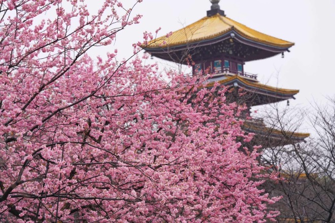 樱花.jpg