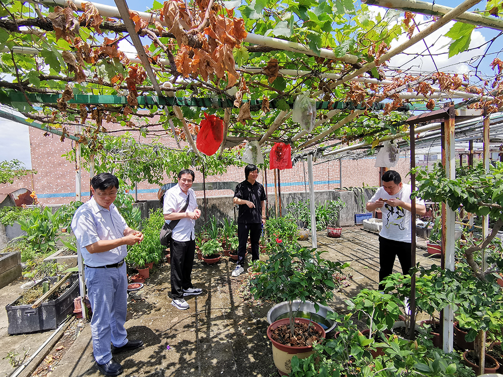 三德大康参观铭森电子小型农作物生态园